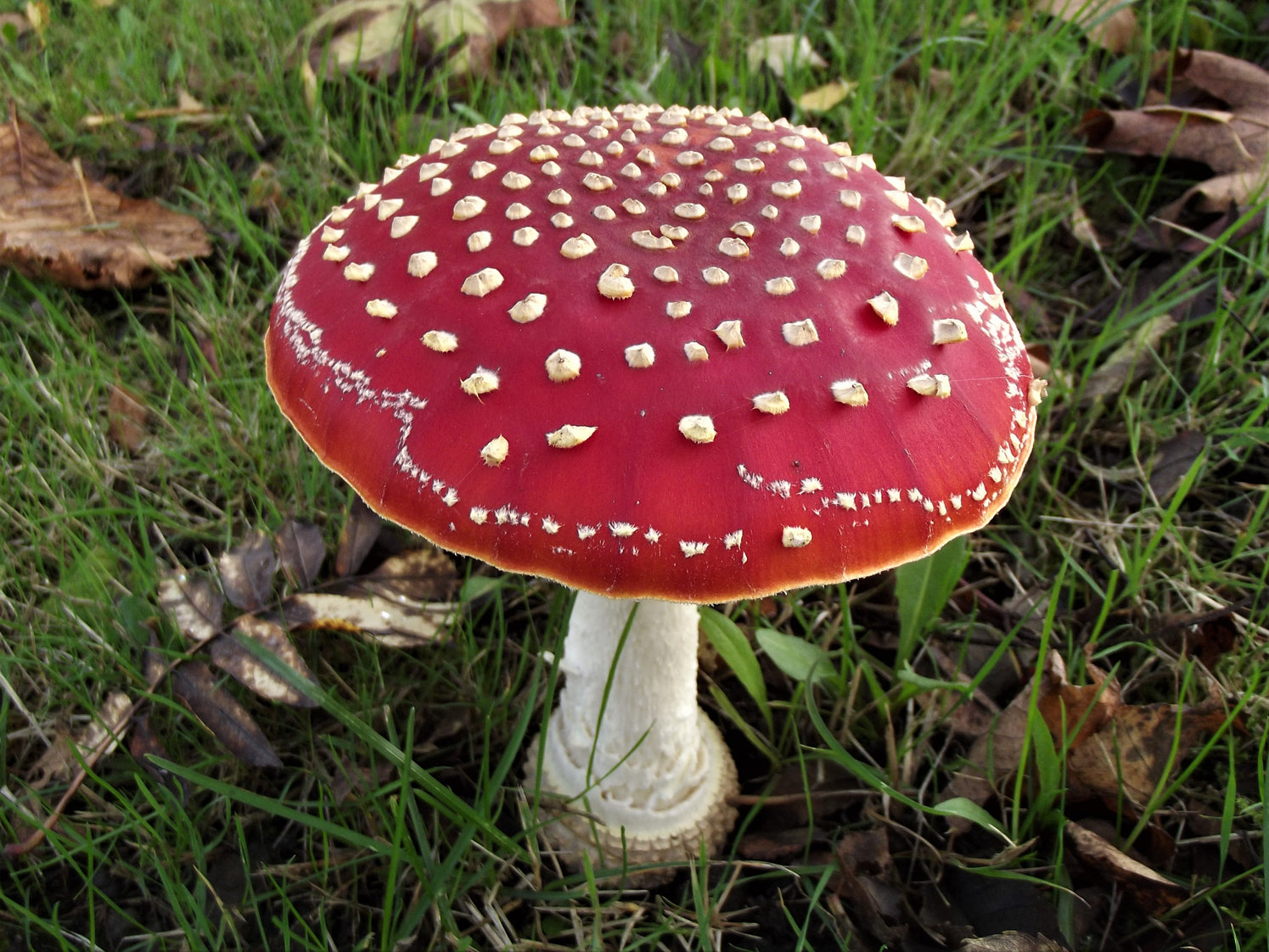 AMANITA MUSCARIA