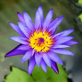 BLUE LOTUS